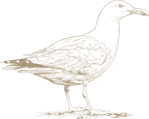 A brown duck standing on the ground, facing right, with textured feather pattern and a simple sketchy style.