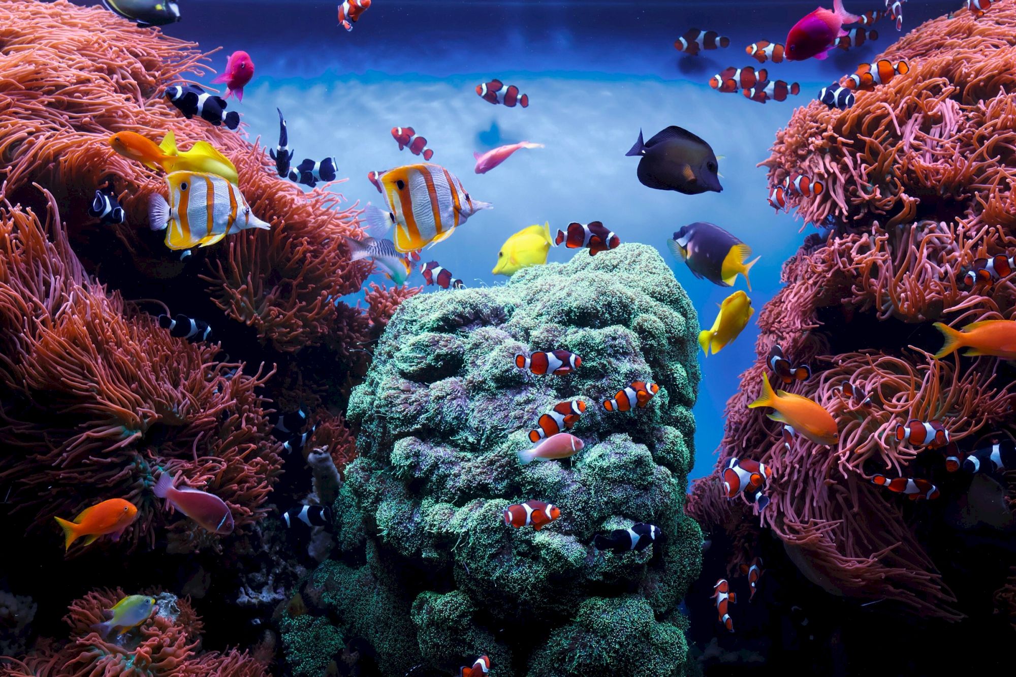 StarGazer Inn and Suites