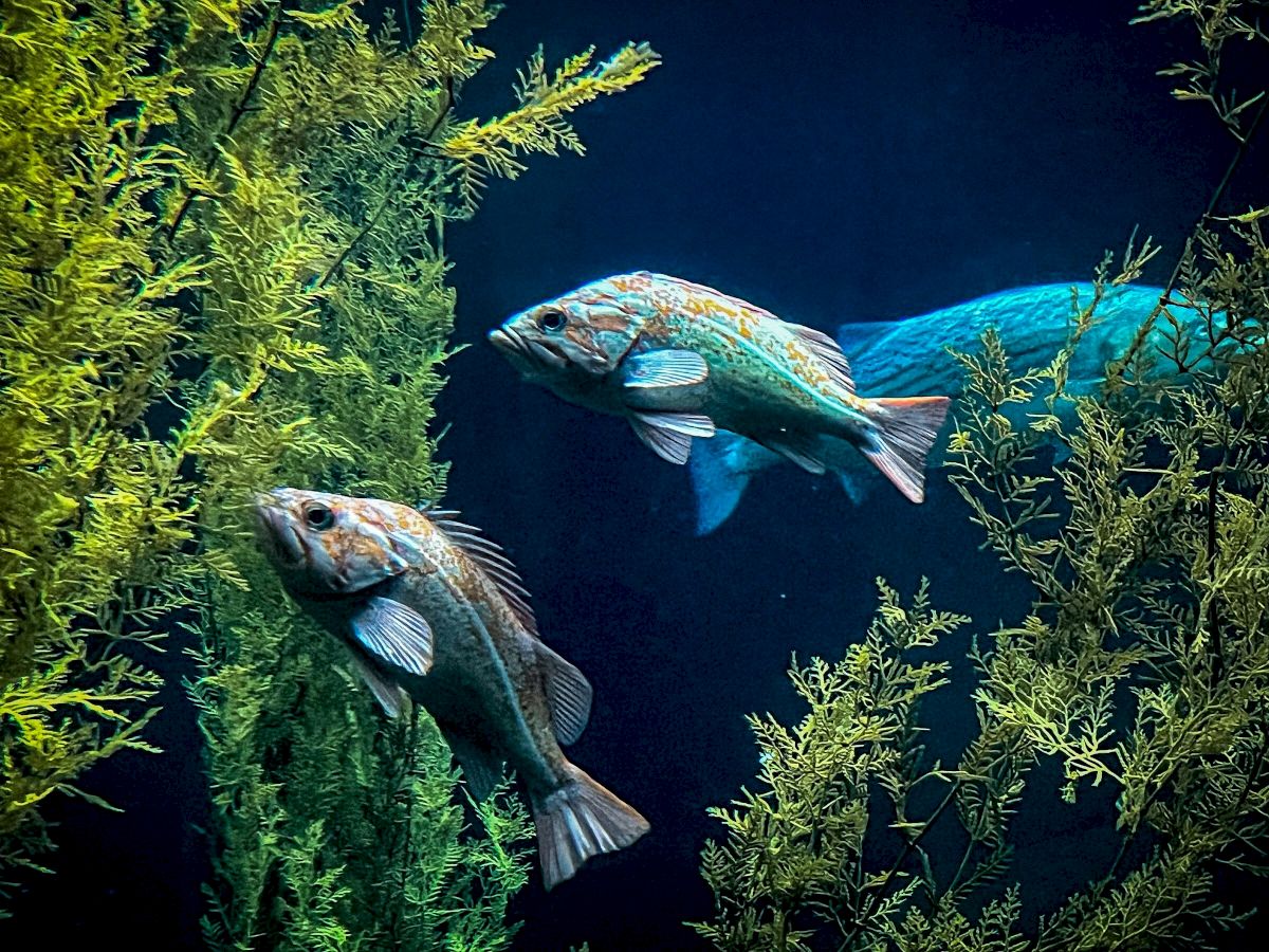 Two fish swim among aquatic plants in a dark underwater setting.