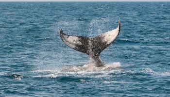 A whale’s tail (fluke) breaches water, splash spraying as it dives back into the blue ocean.
